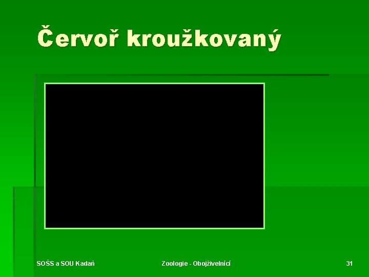 Červoř kroužkovaný SOŠS a SOU Kadaň Zoologie - Obojživelnící 31 