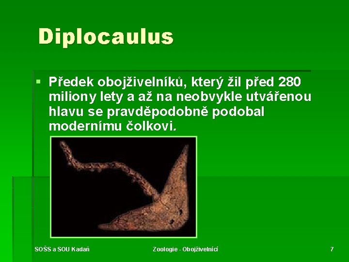 Diplocaulus § Předek obojživelníků, který žil před 280 miliony lety a až na neobvykle