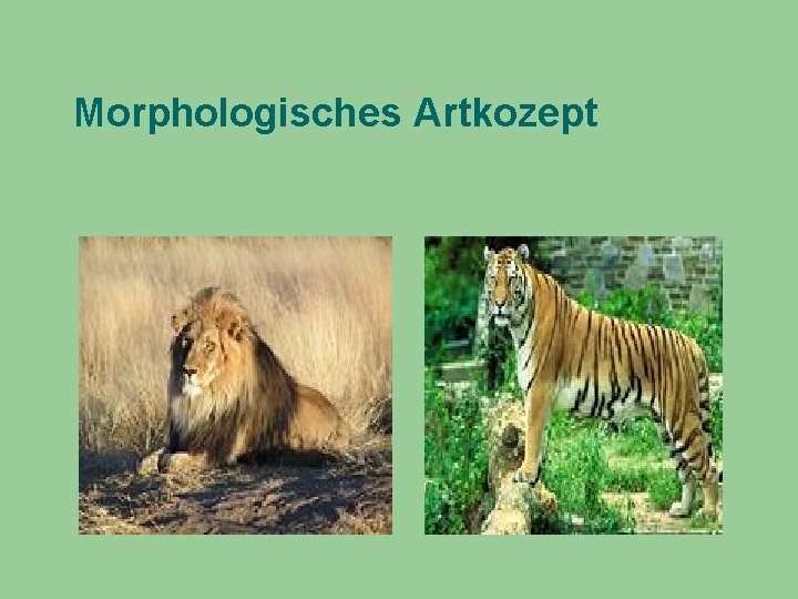 Morphologisches Artkozept 