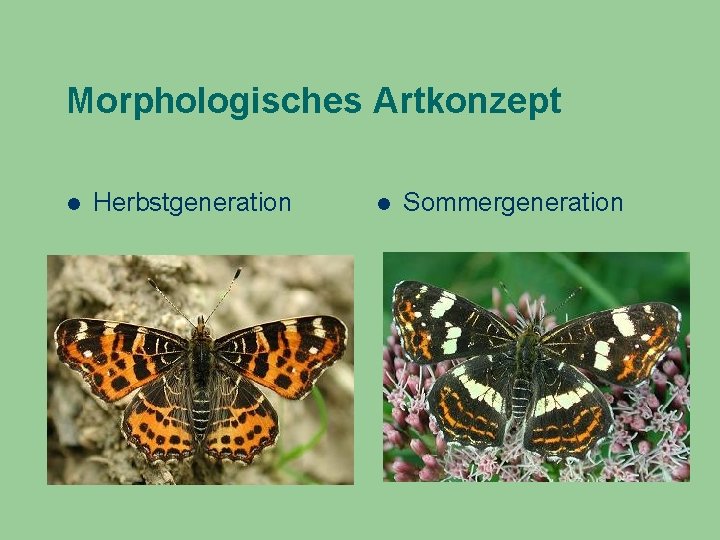 Morphologisches Artkonzept Herbstgeneration Sommergeneration 