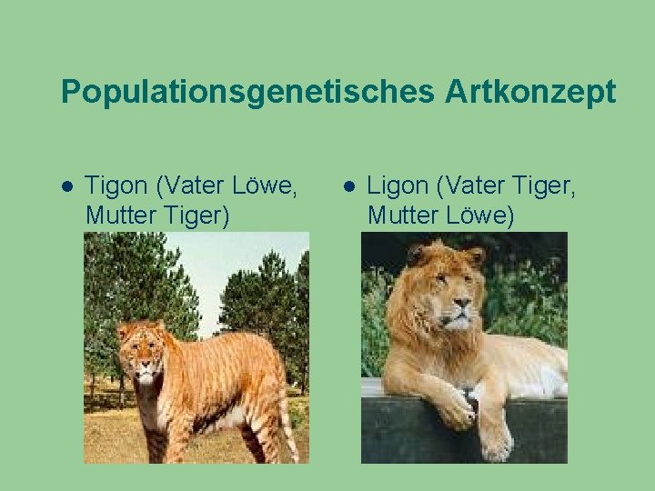 Populationsgenetisches Artkonzept Tigon (Vater Löwe, Mutter Tiger) Ligon (Vater Tiger, Mutter Löwe) 