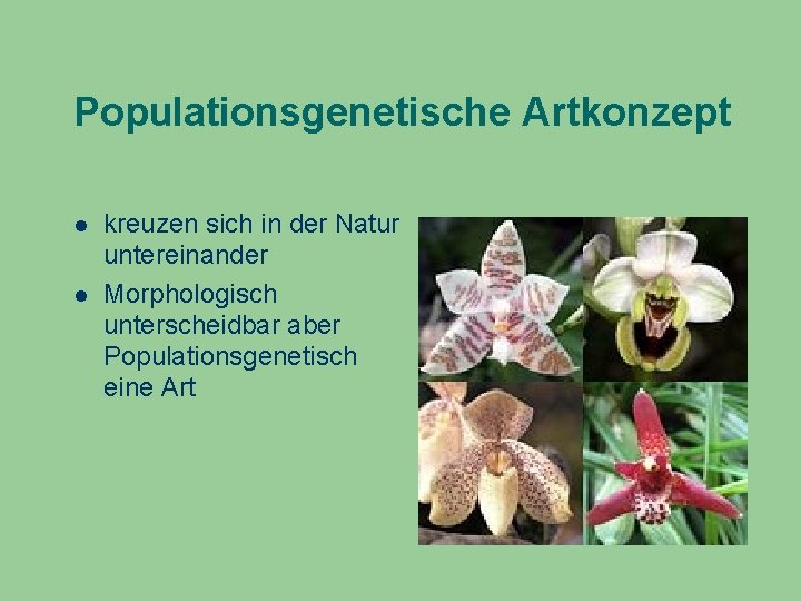 Populationsgenetische Artkonzept kreuzen sich in der Natur untereinander Morphologisch unterscheidbar aber Populationsgenetisch eine Art