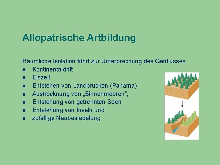 Allopatrische Artbildung Räumliche Isolation führt zur Unterbrechung des Genflusses Kontinentaldrift Eiszeit Entstehen von Landbrücken