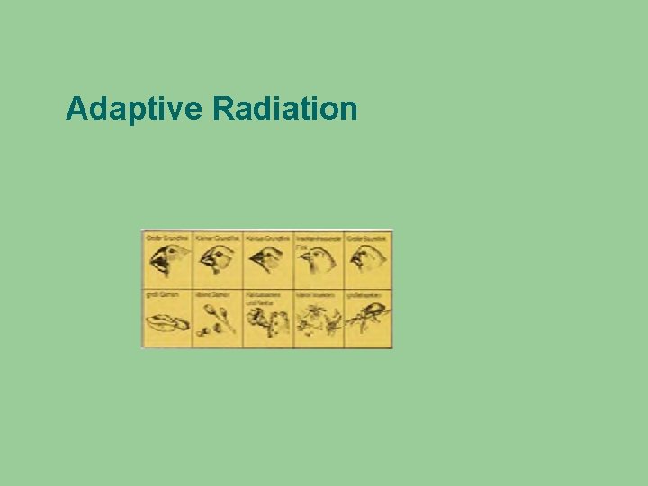 Adaptive Radiation 