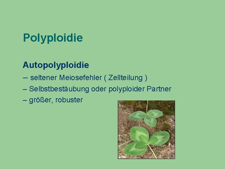 Polyploidie Autopolyploidie – seltener Meiosefehler ( Zellteilung ) – Selbstbestäubung oder polyploider Partner –