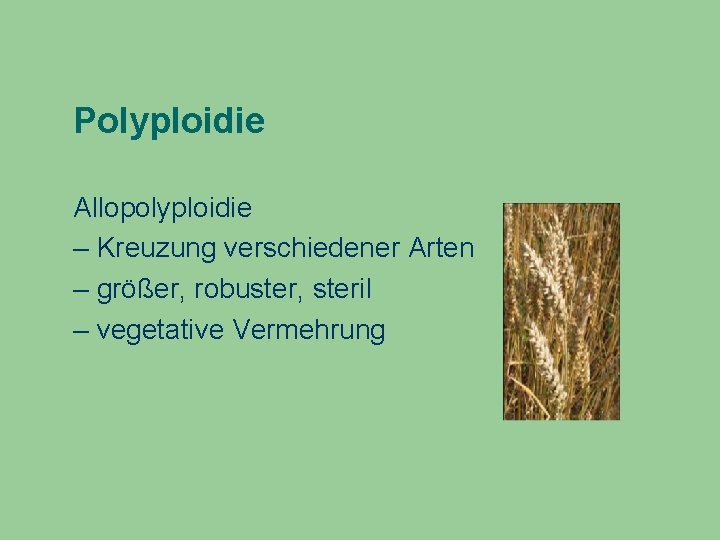 Polyploidie Allopolyploidie – Kreuzung verschiedener Arten – größer, robuster, steril – vegetative Vermehrung 