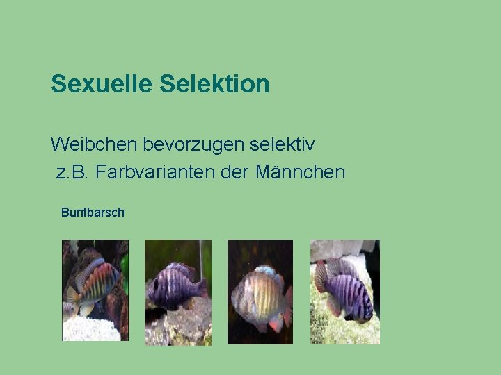 Sexuelle Selektion Weibchen bevorzugen selektiv z. B. Farbvarianten der Männchen Buntbarsch 