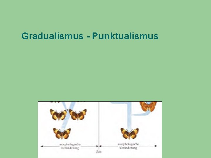 Gradualismus - Punktualismus 