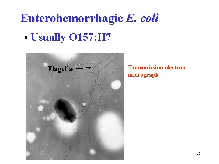 Enterohemorrhagic E. coli • Usually O 157: H 7 Flagella Transmission electron micrograph 15