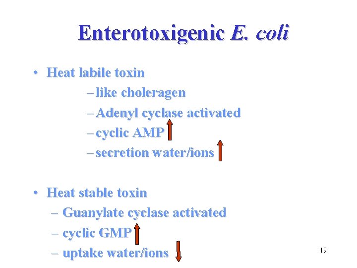 Enterotoxigenic E. coli • Heat labile toxin – like choleragen – Adenyl cyclase activated