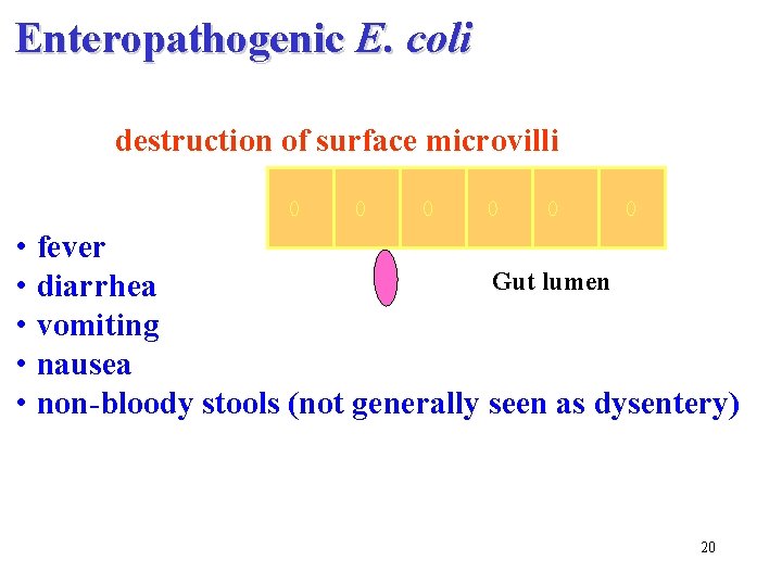 Enteropathogenic E. coli destruction of surface microvilli • fever Gut lumen • diarrhea •