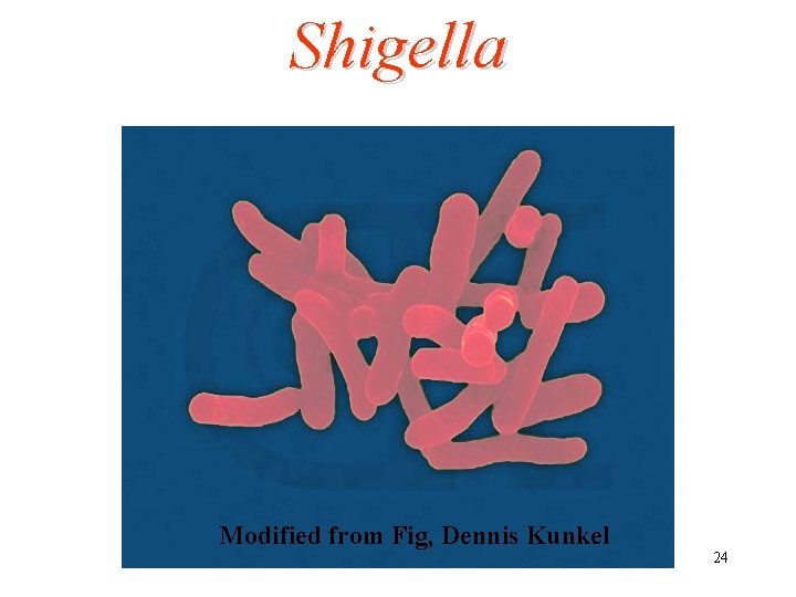 Shigella Modified from Fig, Dennis Kunkel 24 