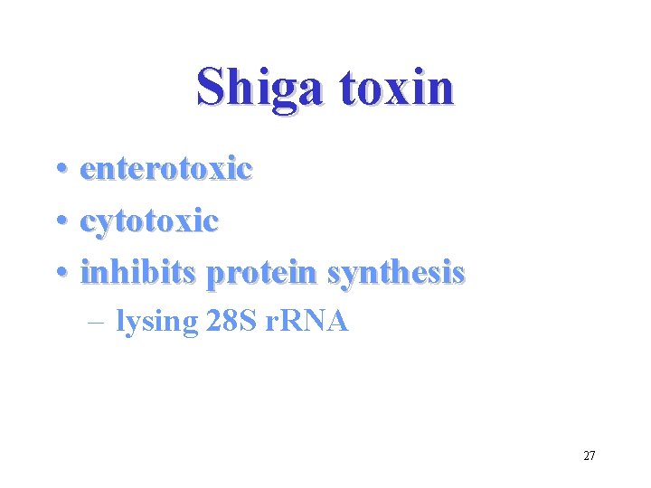 Shiga toxin • enterotoxic • cytotoxic • inhibits protein synthesis – lysing 28 S