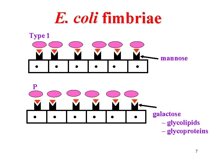 E. coli fimbriae Type 1 mannose P galactose – glycolipids – glycoproteins 7 