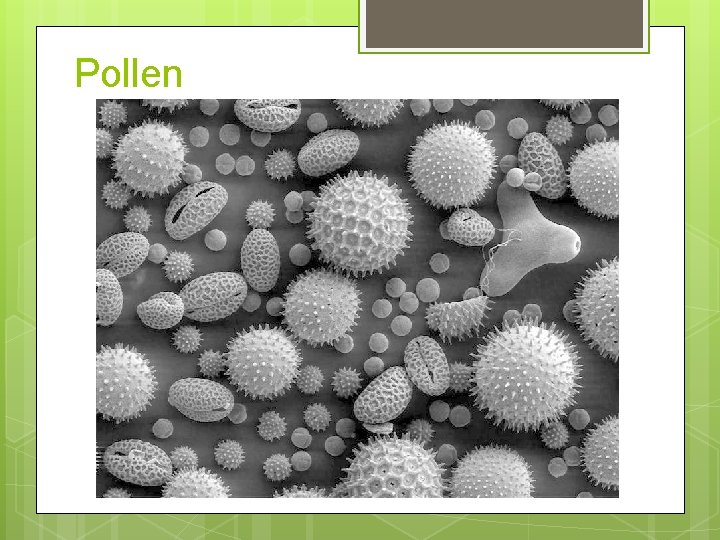Pollen 