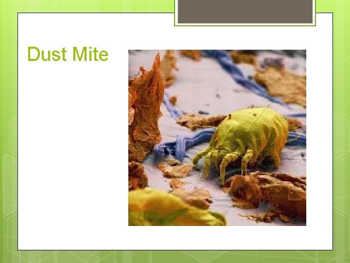 Dust Mite 