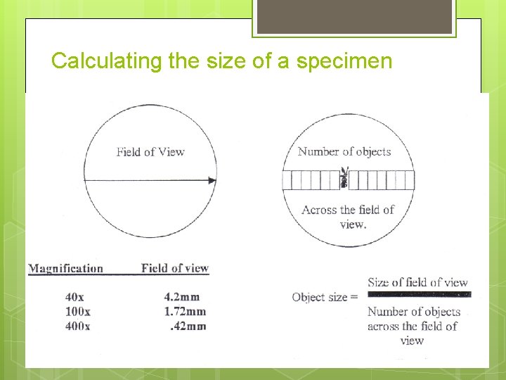 Calculating the size of a specimen 