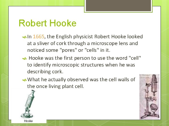 Robert Hooke In 1665, the English physicist Robert Hooke looked at a sliver of