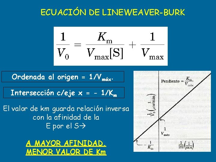 ECUACIÓN DE LINEWEAVER-BURK Ordenada al origen = 1/Vmáx. Intersección c/eje x = - 1/Km