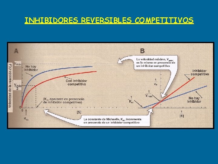 INHIBIDORES REVERSIBLES COMPETITIVOS 