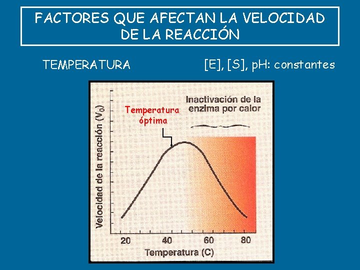 FACTORES QUE AFECTAN LA VELOCIDAD DE LA REACCIÓN TEMPERATURA Temperatura óptima [E], [S], p.