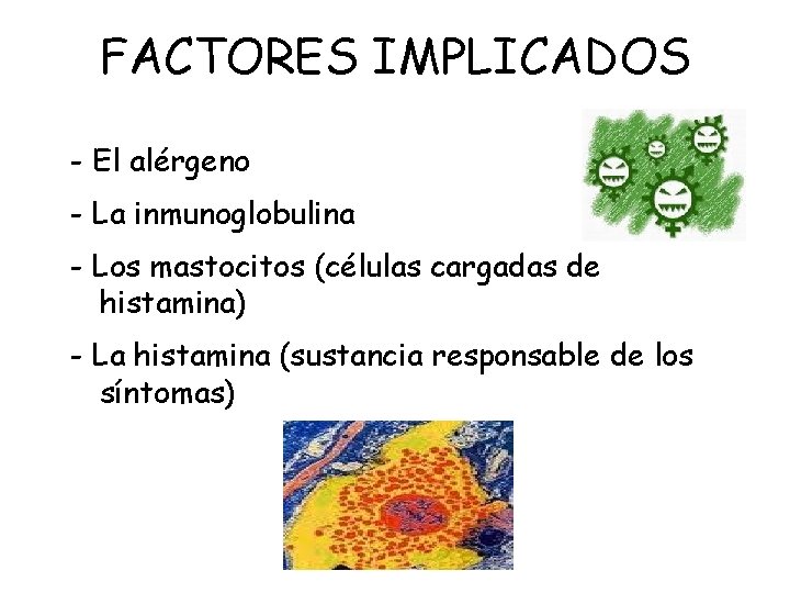 FACTORES IMPLICADOS - El alérgeno - La inmunoglobulina - Los mastocitos (células cargadas de