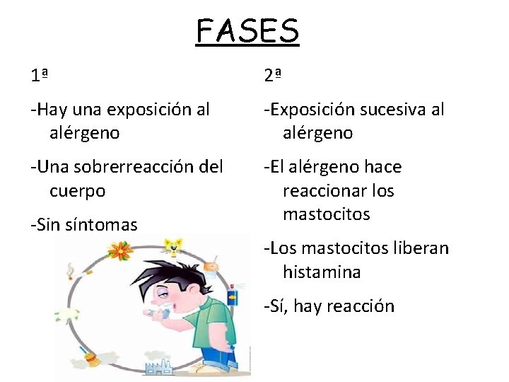 FASES 1ª 2ª -Hay una exposición al alérgeno -Exposición sucesiva al alérgeno -Una sobrerreacción