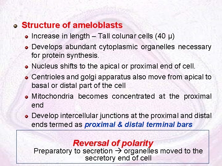 Structure of ameloblasts Increase in length – Tall colunar cells (40 µ) Develops abundant