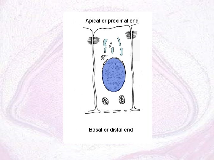 Apical or proximal end Basal or distal end 