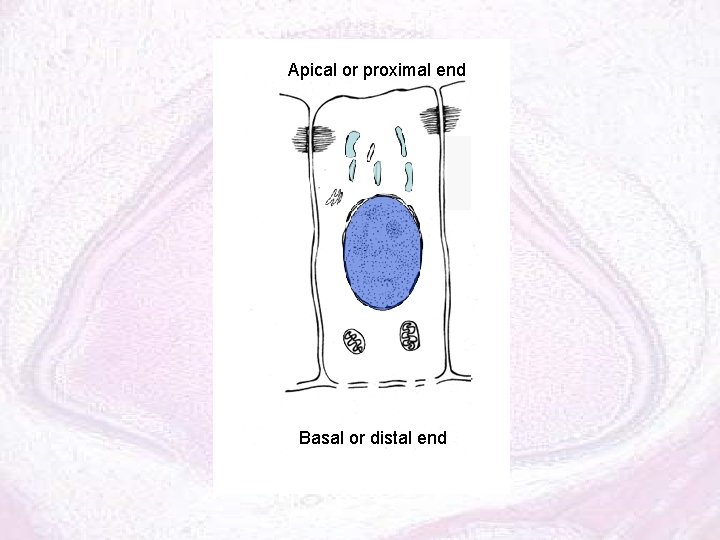 Apical or proximal end Basal or distal end 