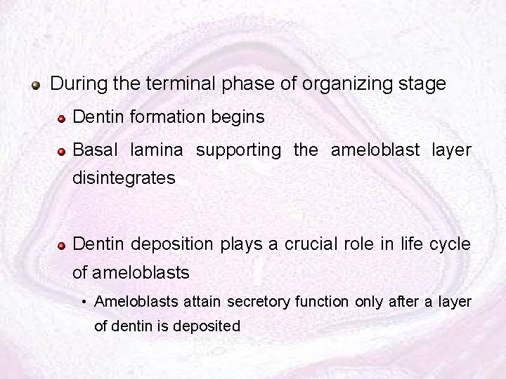 During the terminal phase of organizing stage Dentin formation begins Basal lamina supporting the