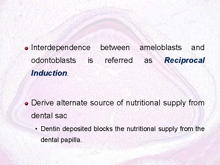 Interdependence odontoblasts is between referred ameloblasts as and Reciprocal Induction. Derive alternate source of