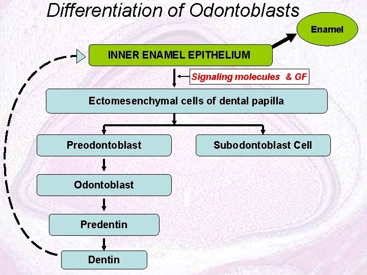 Differentiation of Odontoblasts Ameloblasts Enamel INNER ENAMEL EPITHELIUM Signaling molecules & GF Ectomesenchymal cells