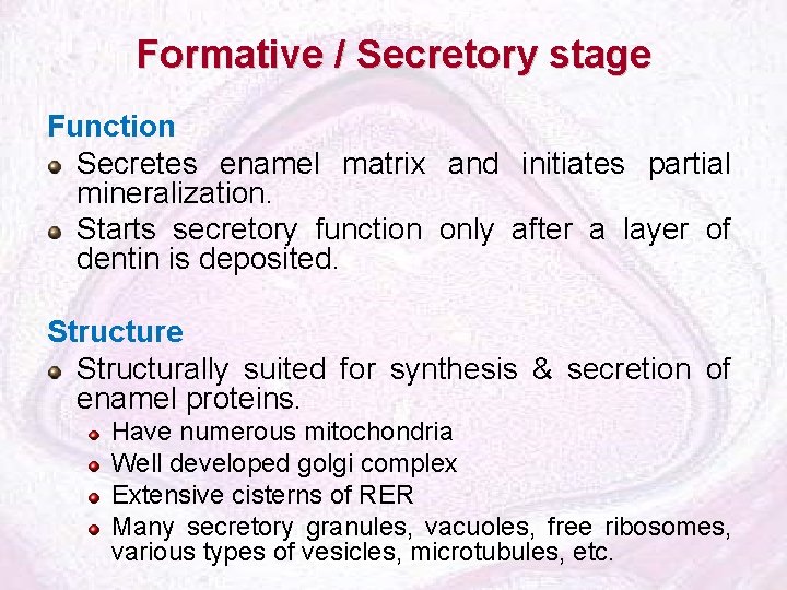 Formative / Secretory stage Function Secretes enamel matrix and initiates partial mineralization. Starts secretory