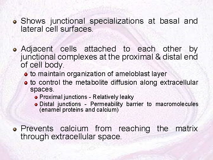 Shows junctional specializations at basal and lateral cell surfaces. Adjacent cells attached to each