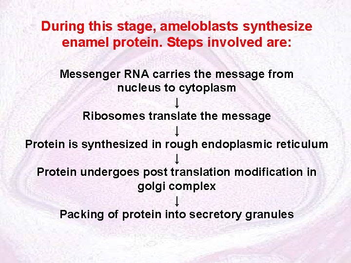 During this stage, ameloblasts synthesize enamel protein. Steps involved are: Messenger RNA carries the