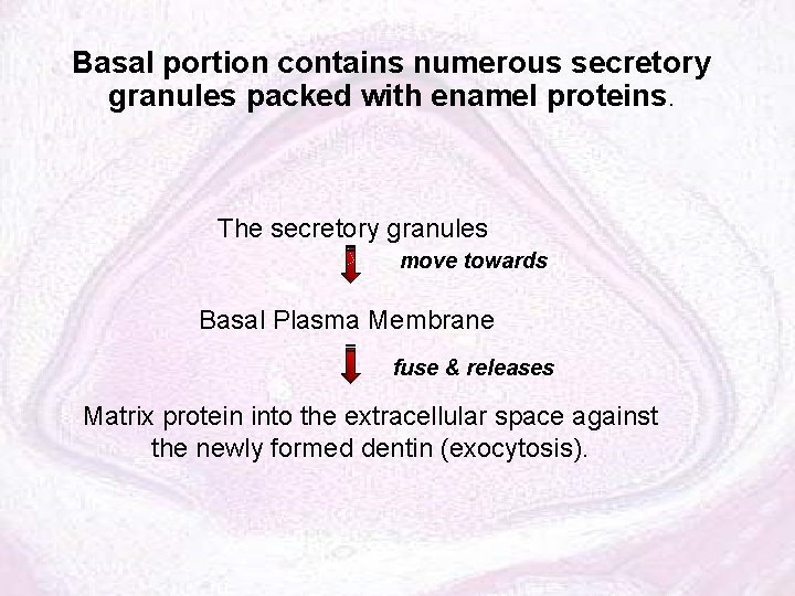 Basal portion contains numerous secretory granules packed with enamel proteins. The secretory granules move