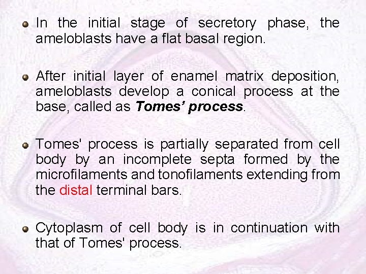 In the initial stage of secretory phase, the ameloblasts have a flat basal region.