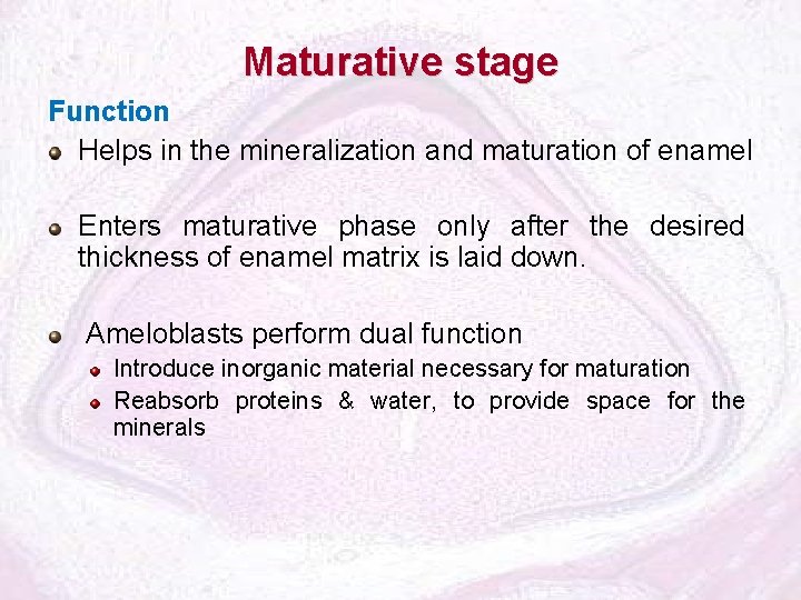 Maturative stage Function Helps in the mineralization and maturation of enamel Enters maturative phase