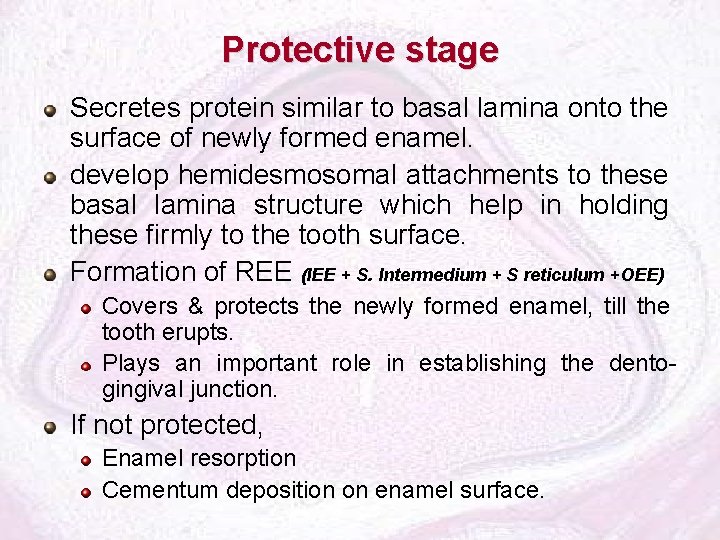 Protective stage Secretes protein similar to basal lamina onto the surface of newly formed