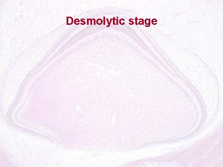 Desmolytic stage 