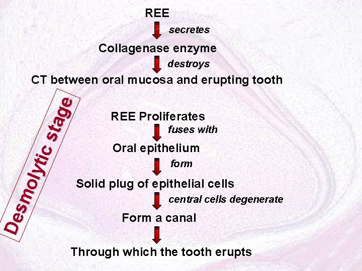 REE secretes Collagenase enzyme destroys De sm oly tic sta ge CT between oral