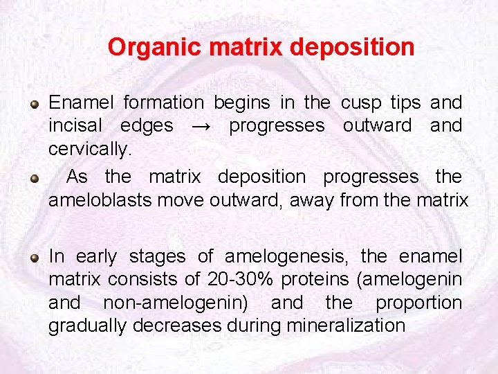 Organic matrix deposition Enamel formation begins in the cusp tips and incisal edges →