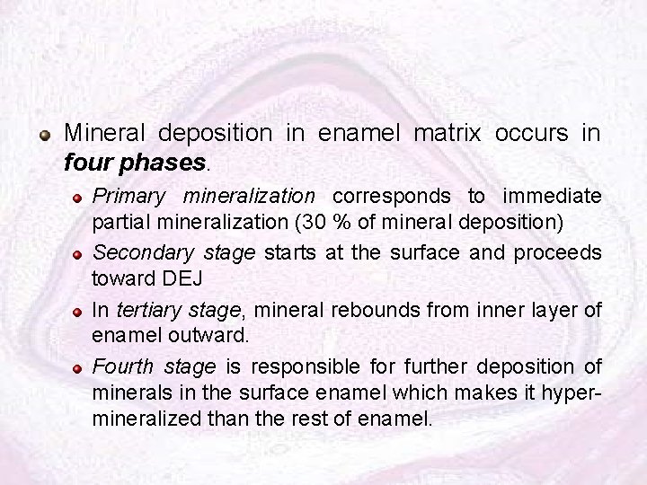 Mineral deposition in enamel matrix occurs in four phases. Primary mineralization corresponds to immediate