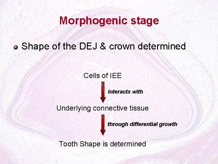 Morphogenic stage Shape of the DEJ & crown determined Cells of IEE interacts with