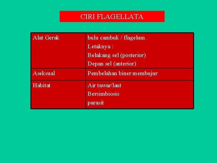 CIRI FLAGELLATA Alat Gerak bulu cambuk / flagelum. Letaknya : Belakang sel (posterior) Depan