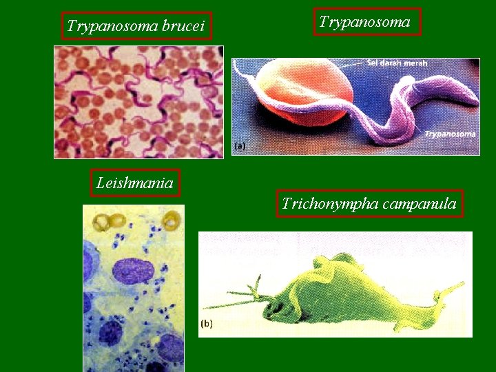 Trypanosoma brucei Trypanosoma Leishmania Trichonympha campanula 