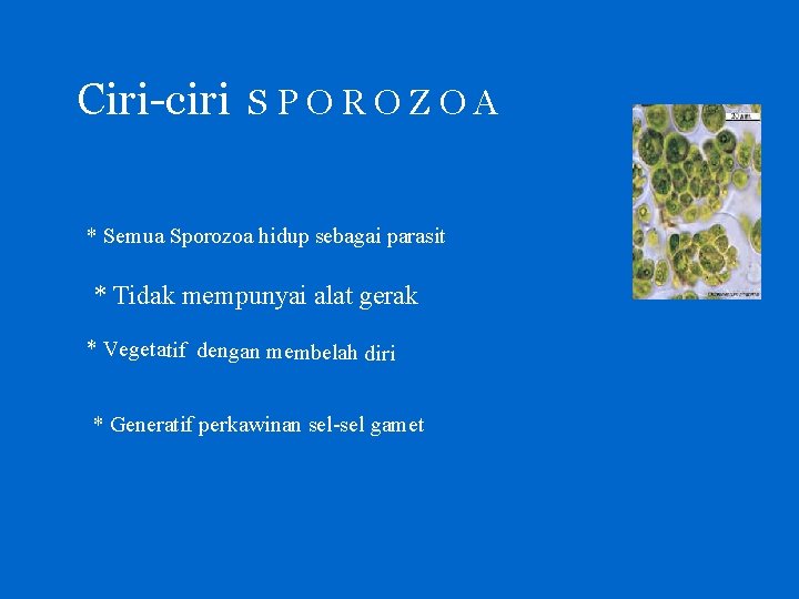 Ciri-ciri SPOROZOA * Semua Sporozoa hidup sebagai parasit * Tidak mempunyai alat gerak *