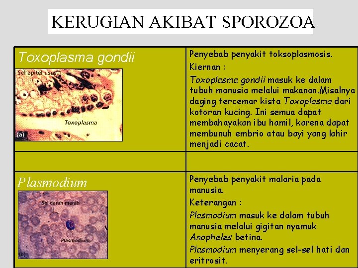 KERUGIAN AKIBAT SPOROZOA Toxoplasma gondii Penyebab penyakit toksoplasmosis. Kiernan : Toxoplasma gondii masuk ke