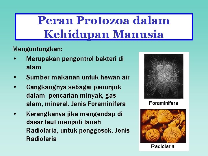 Peran Protozoa dalam Kehidupan Manusia Menguntungkan: • Merupakan pengontrol bakteri di alam • Sumber